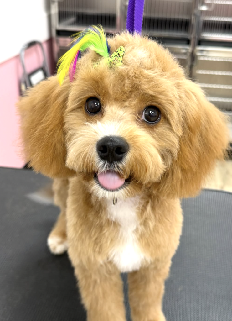 Woof Gang Bakery & Grooming